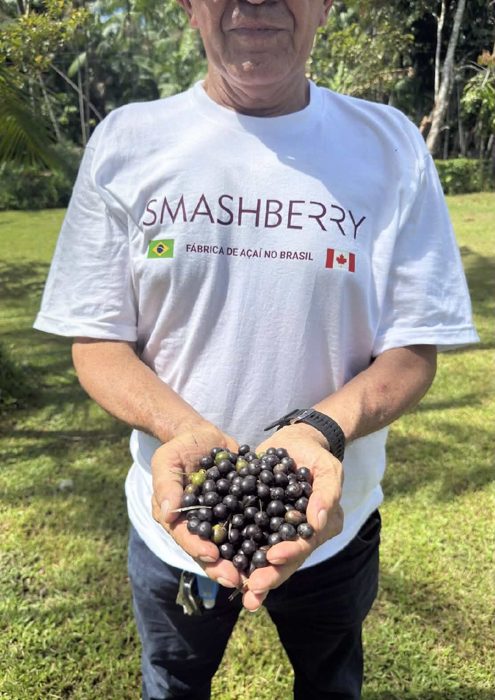 Des baies d’açaí fraîchement cueillies, violet foncé avec quelques vertes, dans les mains d’un homme en t-shirt Smashberry « Fábrica de açaí no Brasil ».