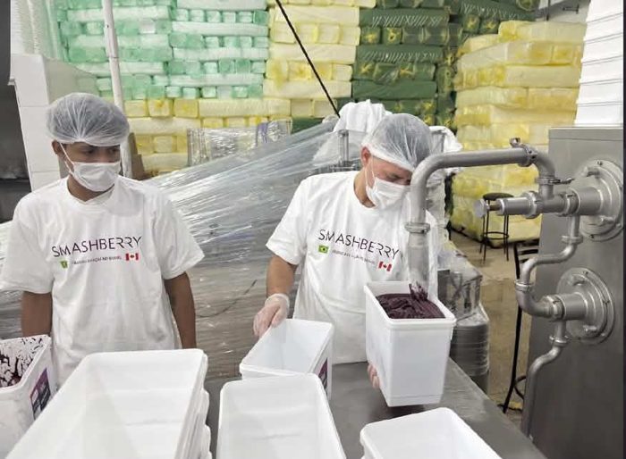 Deux employés en t-shirt Smashberry remplissent des bacs de pulpe d’açaí à la fabrique.